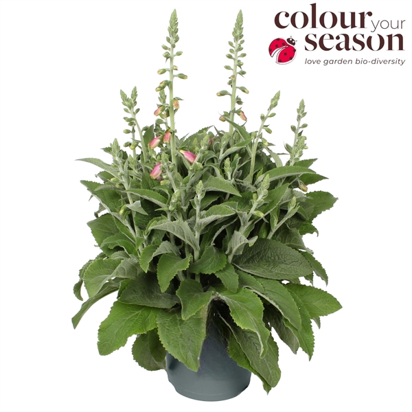 <h4>Digitalis pur. Lucas</h4>