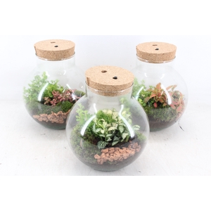 arr3 WR - Terrarium Venus LED X4