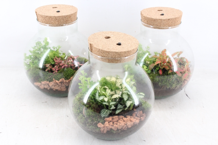 <h4>arr3 WR - Terrarium Venus LED X4</h4>