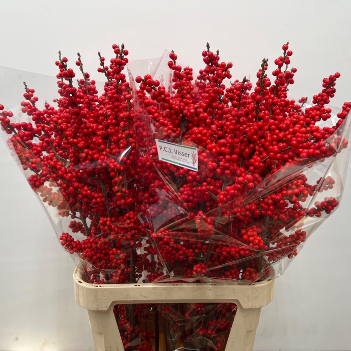 <h4>ILEX VE RODE BES</h4>