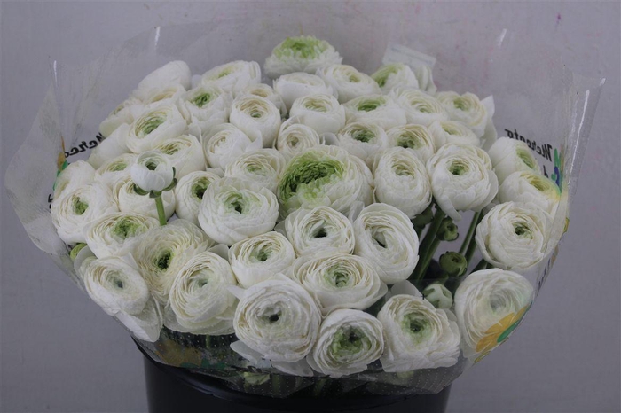 <h4>Ran Cloni Ex Cover</h4>