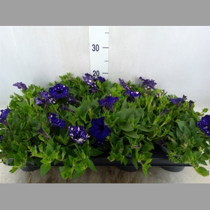 Petunia  'Famous'   ...mix