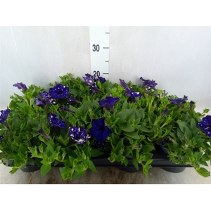 Petunia  'Famous'   ...mix