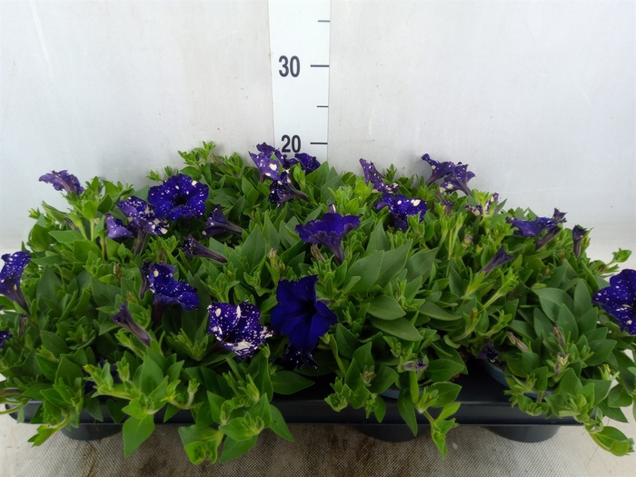 <h4>Petunia  'Famous'   ...mix</h4>