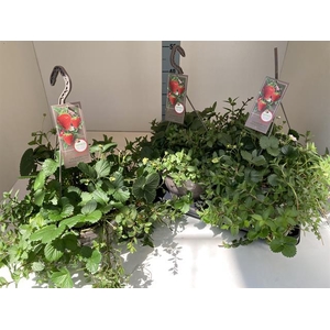 FRAG HANGPLANTEN