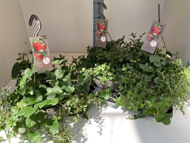 FRAG HANGPLANTEN
