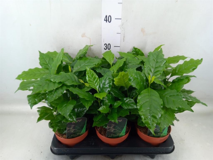 <h4>Coffea arabica</h4>