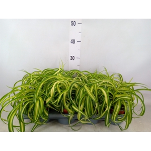 Chlorophytum com. 'Bonnie'