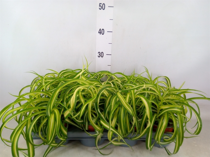 <h4>Chlorophytum com. 'Bonnie'</h4>