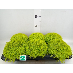 Soleirolia soleirolii 'Aurea'