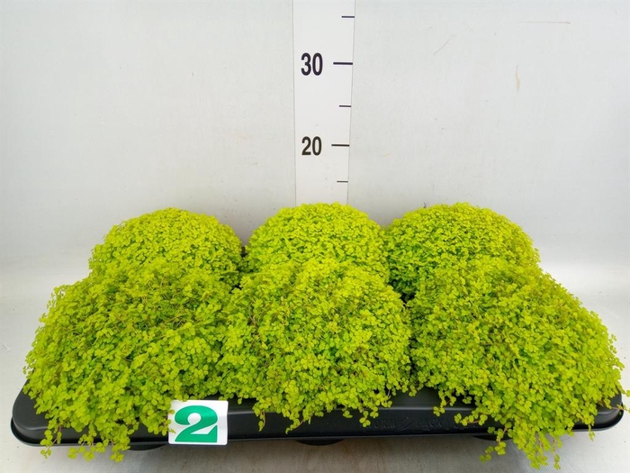 <h4>Soleirolia soleirolii 'Aurea'</h4>