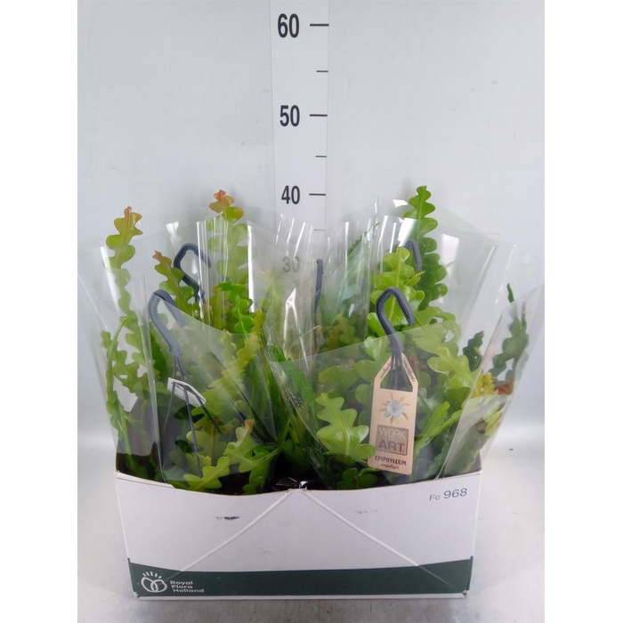<h4>Epiphyllum anguliger</h4>
