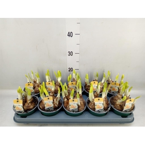 Narcissus DU 'Peach Swirl'