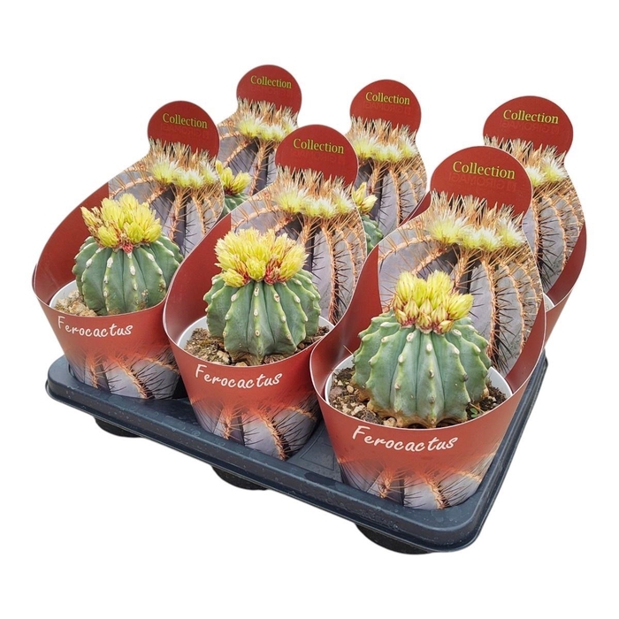 <h4>FEROCACTUS GLAUCES</h4>