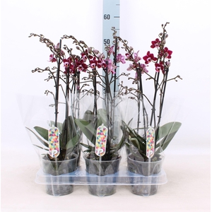 Phalaenopsis multi.   ...red