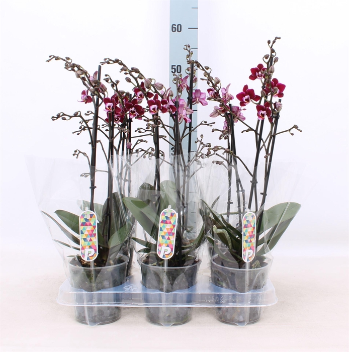 <h4>Phalaenopsis multi.   ...red</h4>