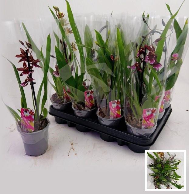 <h4>CAMBRIA GRP GEM</h4>