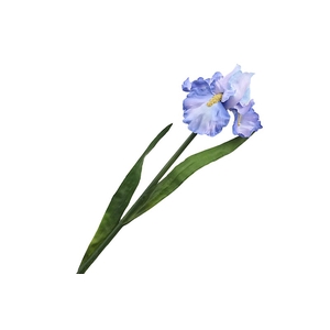 Iris Blue