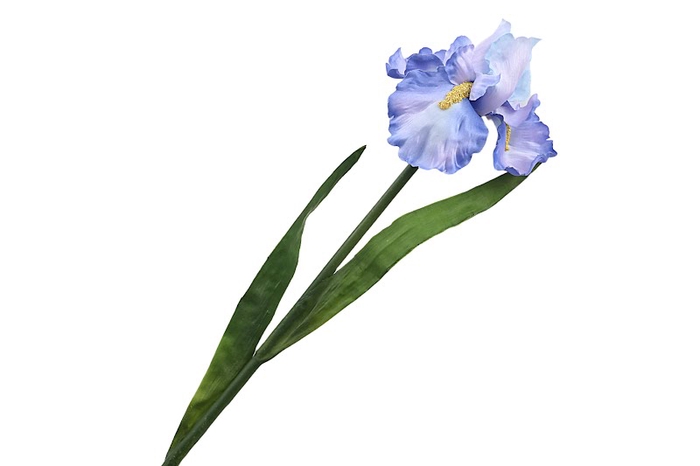 Iris Blue