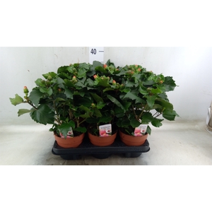 Hibiscus rosa-sin.   ...