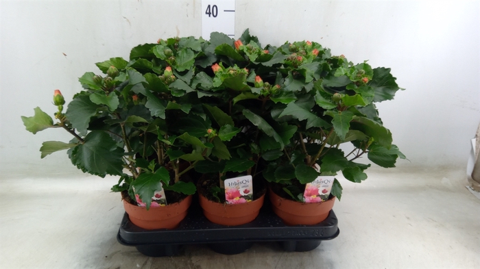 <h4>Hibiscus rosa-sin.   ...</h4>