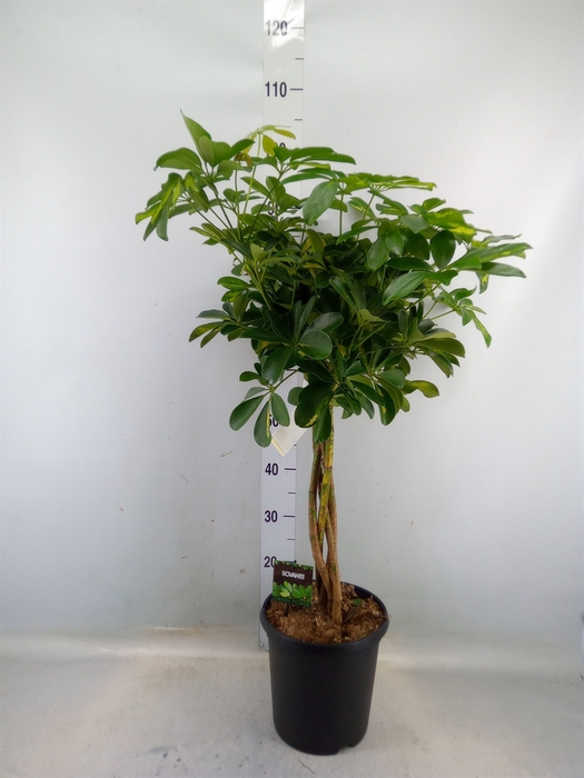 <h4>Schefflera arbor. 'Gold Capella'</h4>