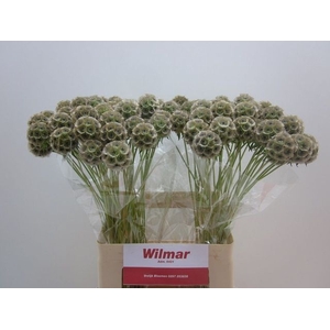 SCABIOSA STELLATA ZD