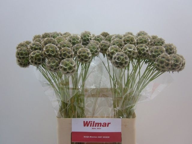 <h4>SCABIOSA STELLATA ZD</h4>