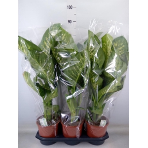 Dieffenbachia seg. 'Tropic Snow'