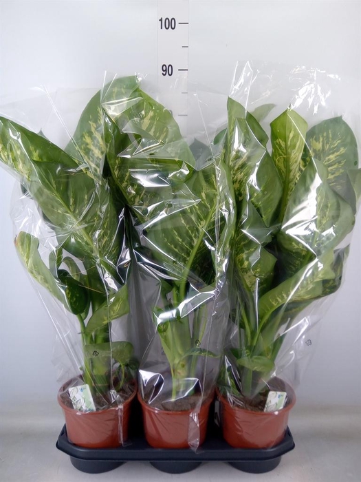 <h4>Dieffenbachia seg. 'Tropic Snow'</h4>