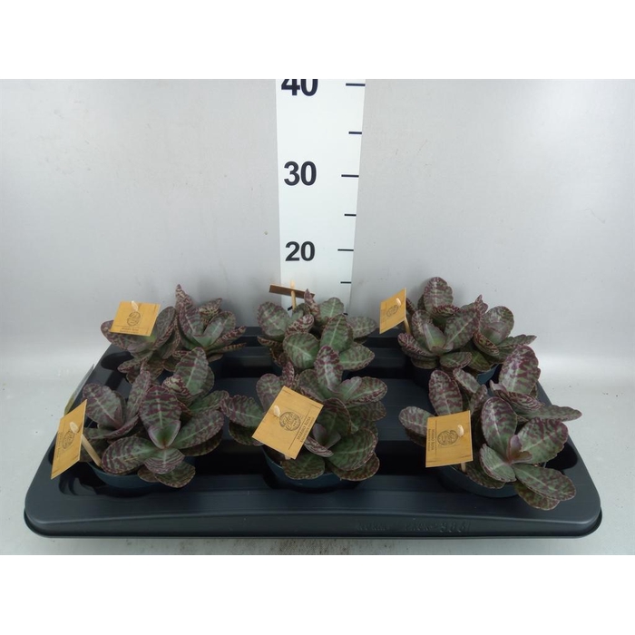 <h4>Kalanchoe humilis 'Surpris Desert'</h4>