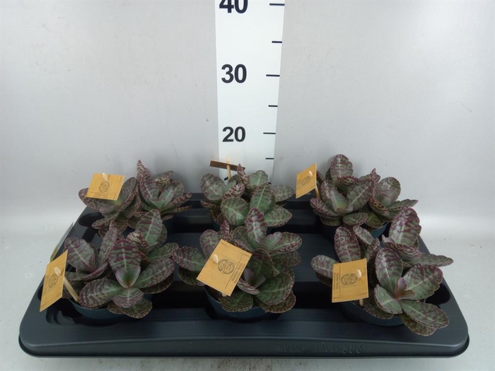 Kalanchoe humilis 'Surpris Desert'