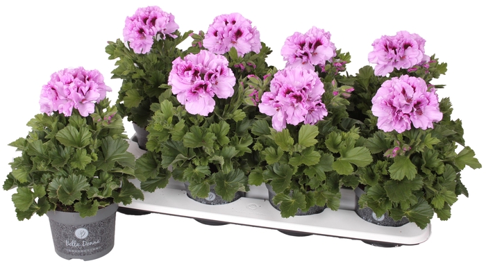 <h4>Pelg. Bella Donna Lavendel 12cm</h4>