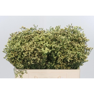 Limonium Geel