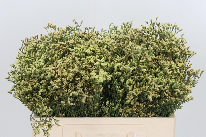 <h4>Limonium Geel</h4>