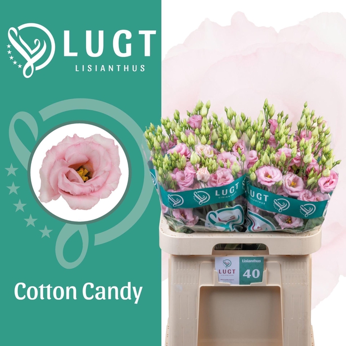 <h4>EUSTOMA RUSS. DU 'COTTON CANDY'</h4>