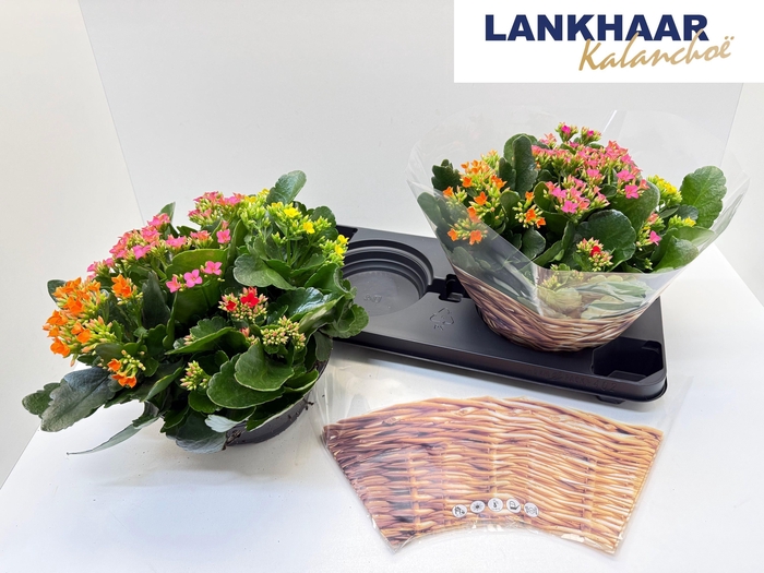 <h4>KAL EN GARDEN OV</h4>