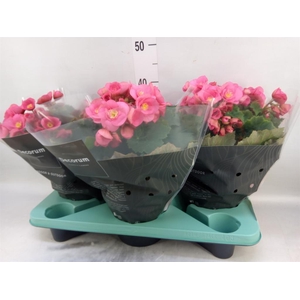 Begonia elat. HL 'Belove Rose'