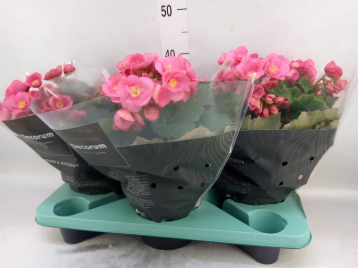 <h4>Begonia elat. HL 'Belove Rose'</h4>