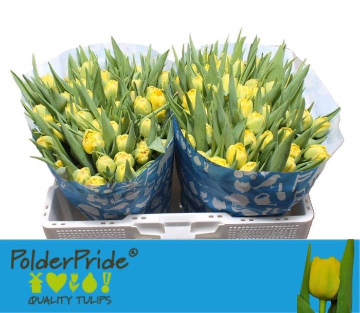 <h4>TU DU HOMERUN</h4>