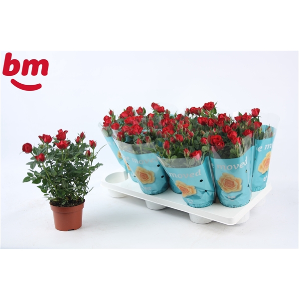 <h4>Rosa Hot Jewel Beau Monde Red(10,5 cm)</h4>