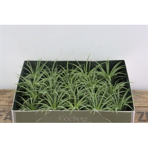 Tillandsia Ionantha Groen X20