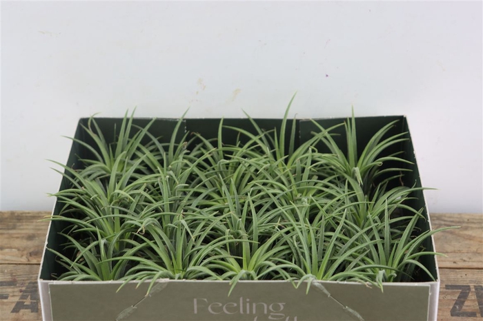 <h4>Tillandsia Ionantha Groen X20</h4>