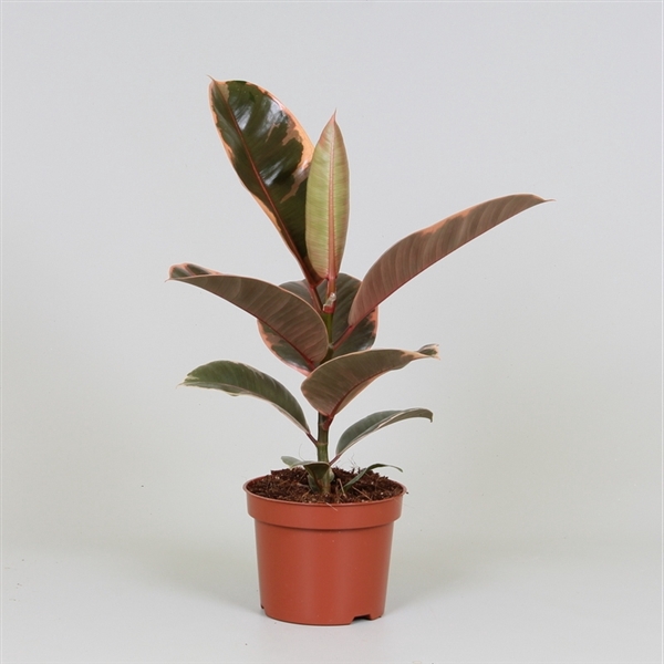 <h4>Ficus elastica 'Belize'</h4>