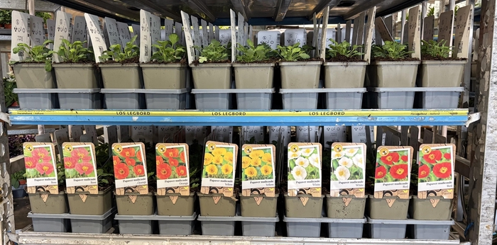 <h4>PAPA NUDICAULE</h4>