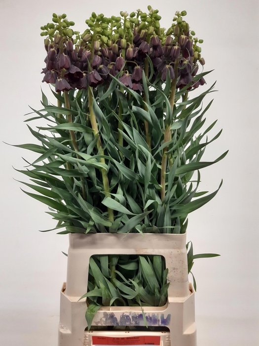 <h4>FRIT PERSICA</h4>