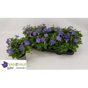 PET FAM LIGHT BLUE