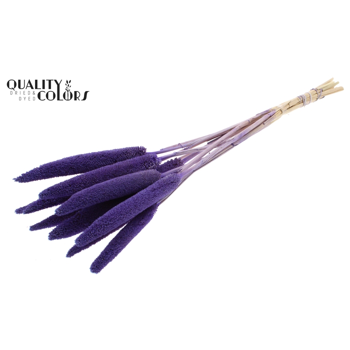 <h4>Babala on natural stem Purple</h4>