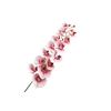 Phalaenopsis Pink