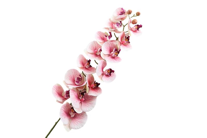 Phalaenopsis Pink
